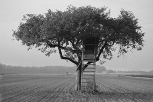 tree house 1