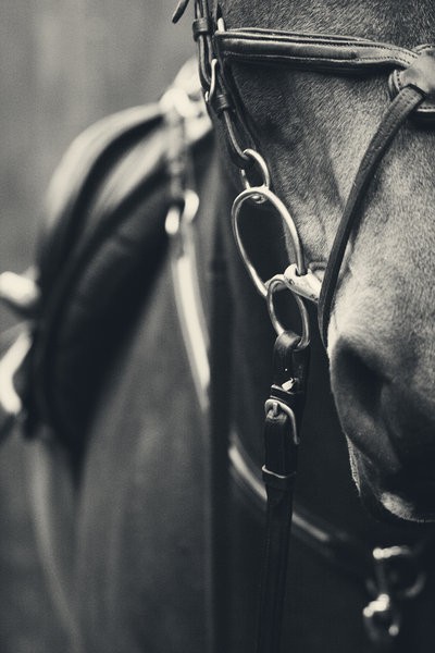 gray horse 2