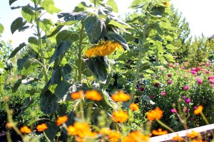 IMG_2926-1