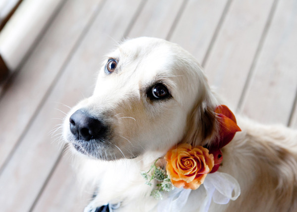 autumn wedding dog