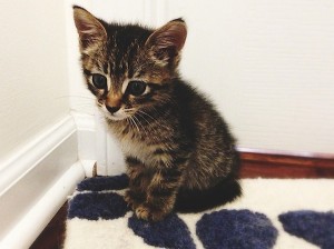 baby kitty 3