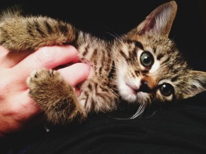 baby kitty