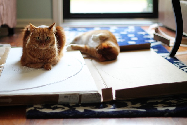 Coffeetablekitties
